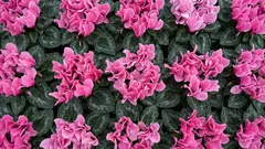 Welke populaire planten overleven zelden in een typische appartementomgeving